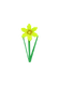 Daffodil produce