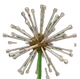 Dandelion produce