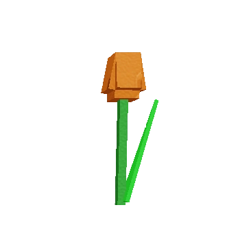 Orange Tulip produce