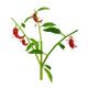 Pepper produce